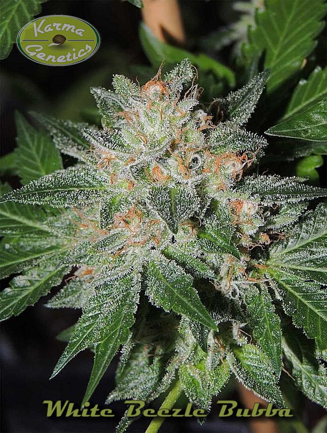 White Beelze Bubba archive 0