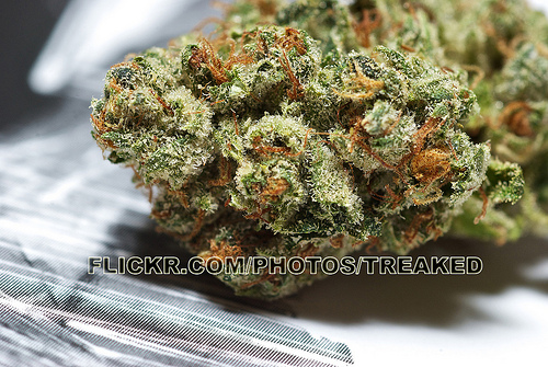 White OG: strain page photo, credit seedfinder.eu, copyright status shown with credit copyright unverified