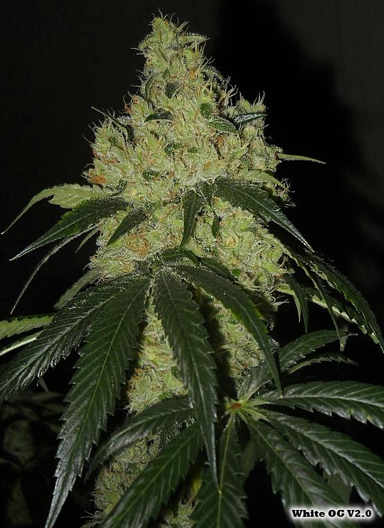 White OG V2 flowering cannabis, as labeled by the cited image source