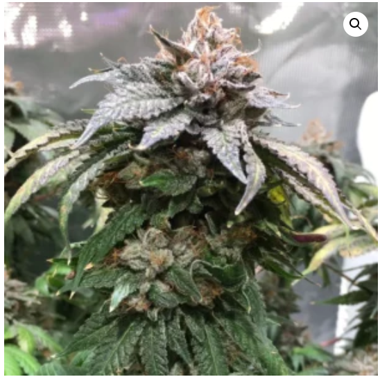 Pre '98 Bubba Kush: strain page photo, credit seedfinder.eu, copyright status shown with credit copyright unverified