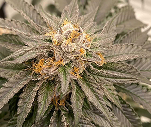 Vanilla Frosted Hotcakes