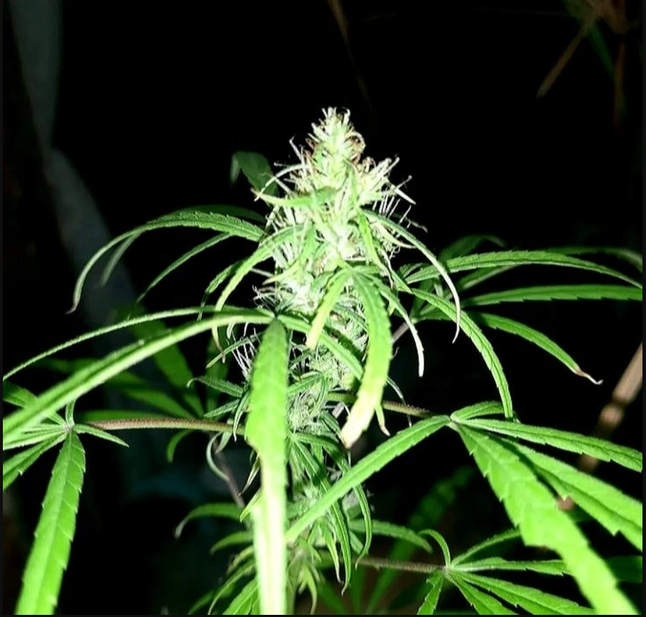 80's Durban Poison