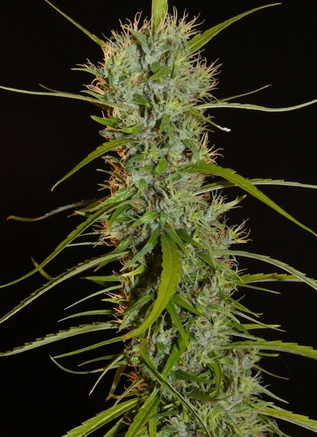 Filipino Kibungan archive 0