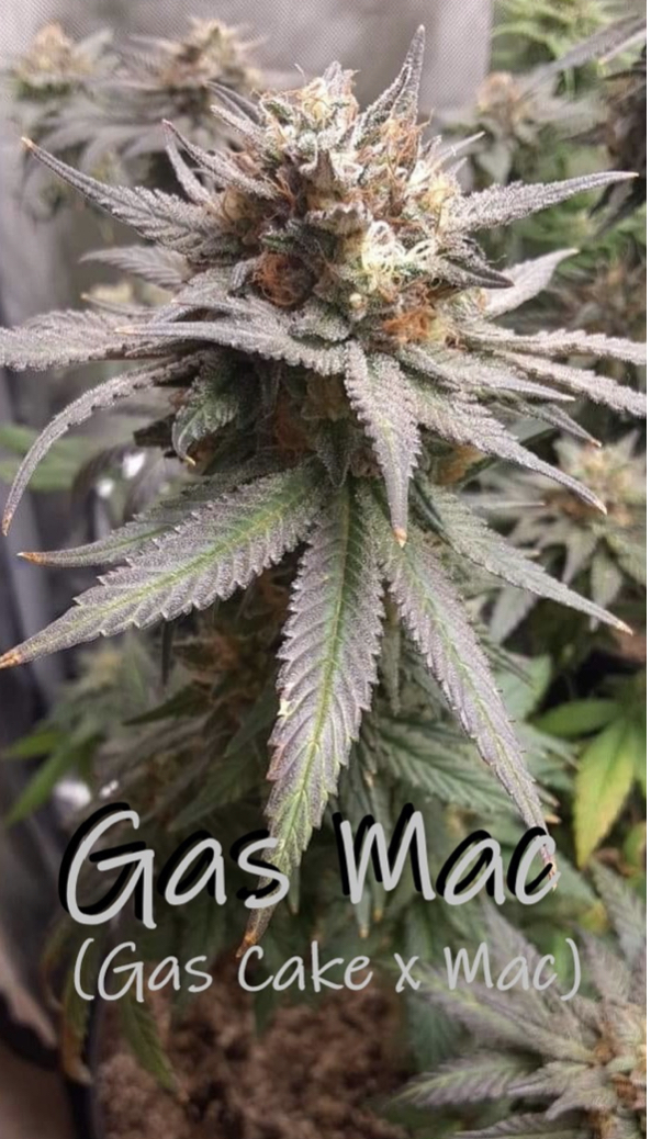 Gas Mac