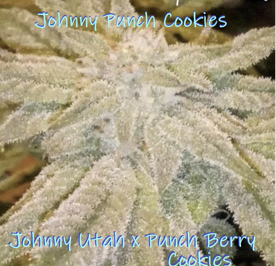 Johnny Punch Cookies archive 0