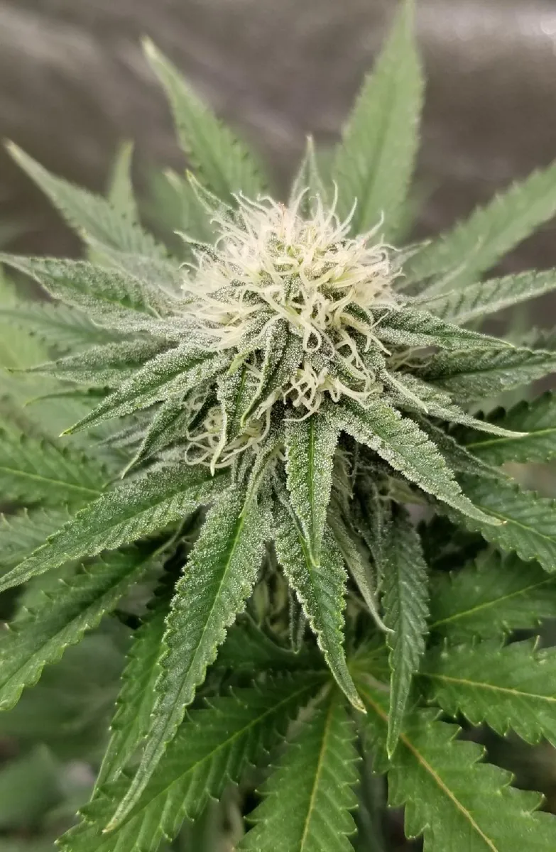 Road Kill Skunk F2 (KropDuster) :: Cannabis Strain Info