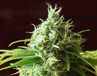 Cheese Kush flowering cannabis, as labeled by the cited photo source
