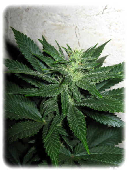 Lemon Thai: strain page photo, credit seedfinder.eu, copyright status shown with credit copyright unverified