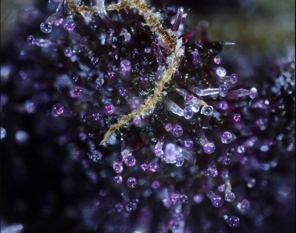 Mendo Purps: strain page photo, credit seedfinder.eu, copyright status shown with credit copyright unverified