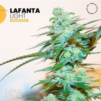 Lafanta Light archive 0