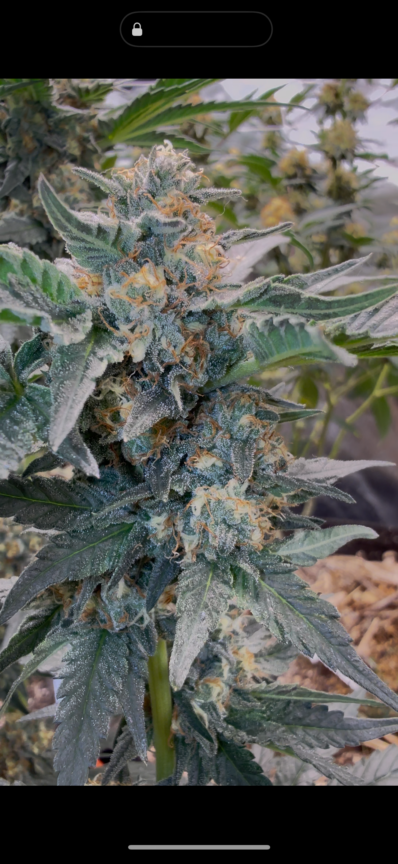 East Coast Sweet Heart archive 0