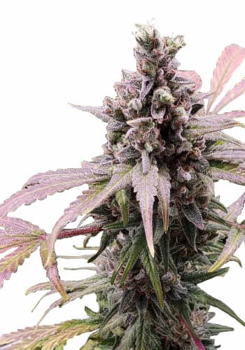 Zkittles: strain page photo, credit seedfinder.eu, copyright status shown with credit copyright unverified