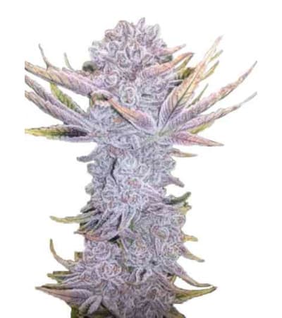 Sunset Sherbet: strain page photo, credit seedfinder.eu, copyright status shown with credit copyright unverified