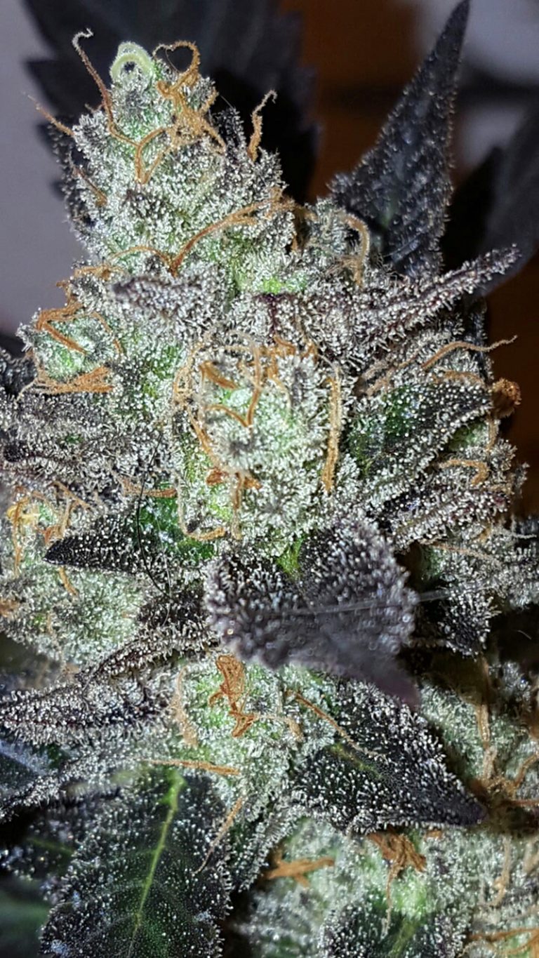 Lavender: strain page photo, credit seedfinder.eu, copyright status shown with credit copyright unverified