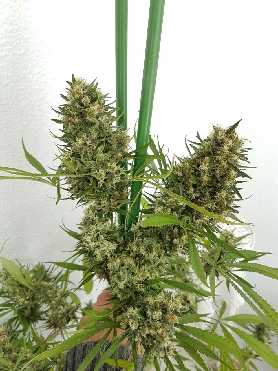 Strawberry Diesel: strain page photo, credit seedfinder.eu, copyright status shown with credit copyright unverified
