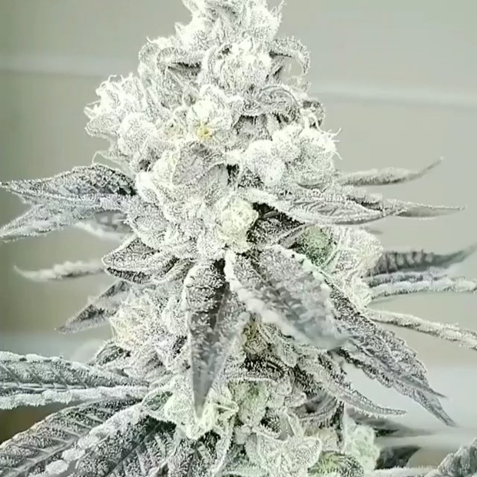 Lee Ann WoMAC archive 0