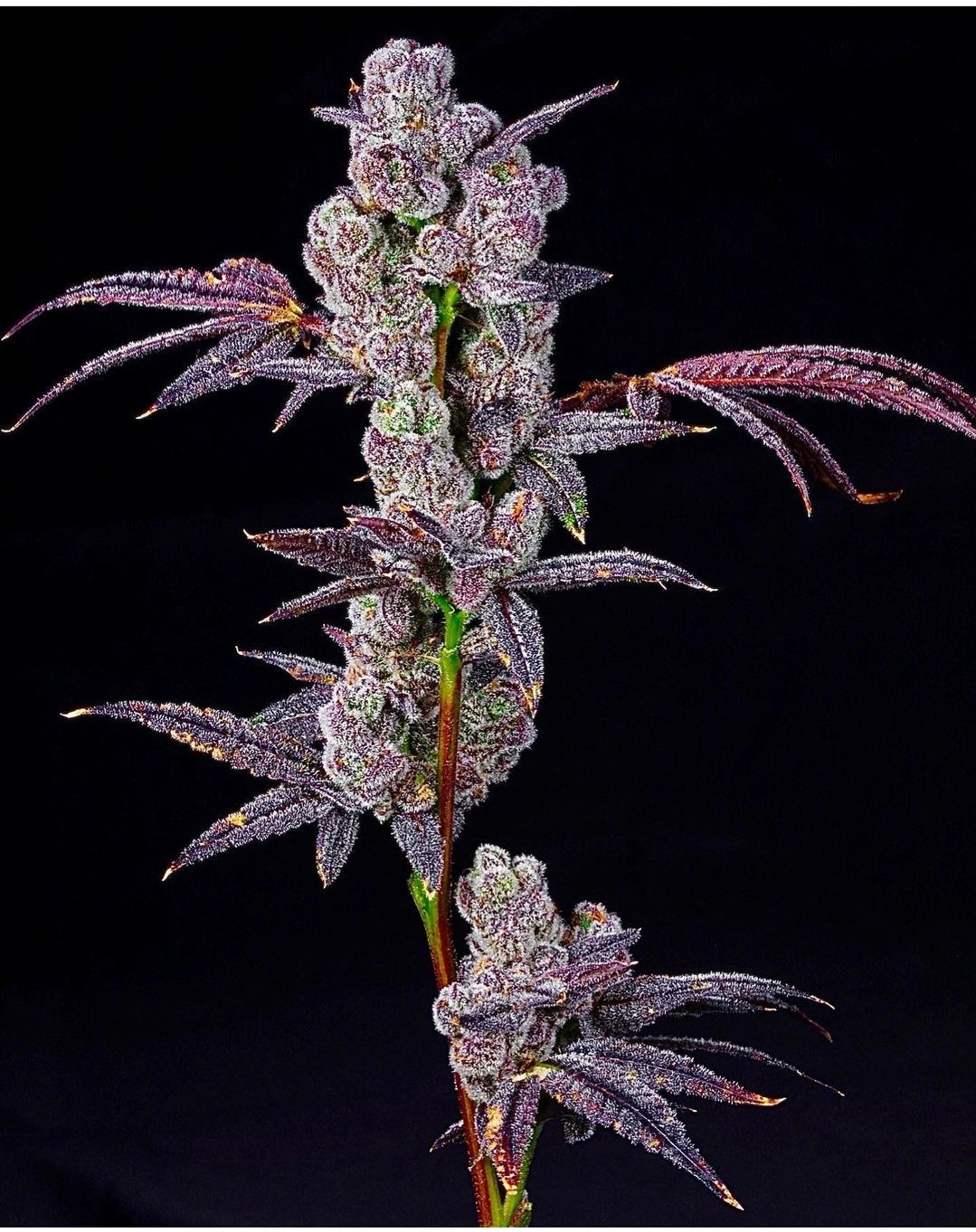 Lollipopz flowering cannabis, as labeled by the cited photo source