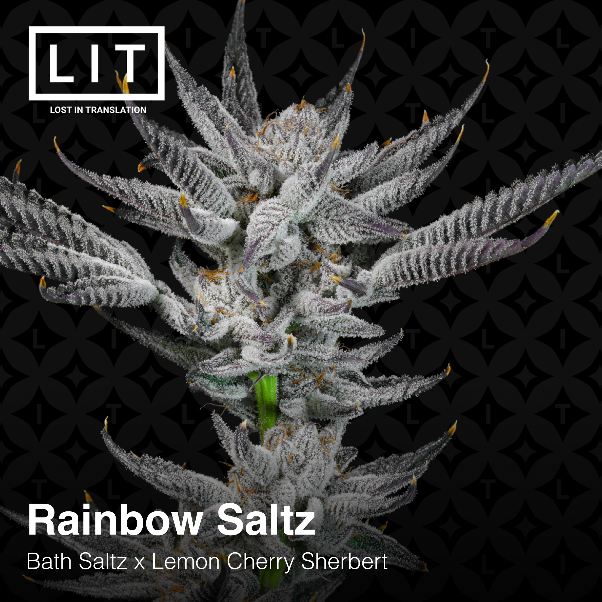 Rainbow Saltz archive 0