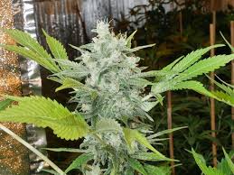 Sour Melons flowering cannabis, as labeled by the cited photo source