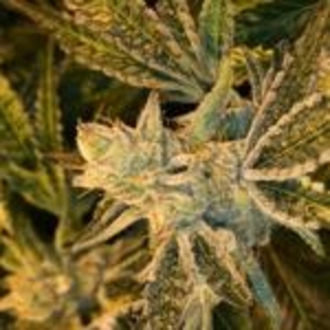 Watermelon Lifesaver