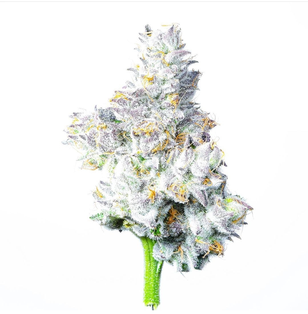 Watermelon Martini flowering cannabis, as labeled by the cited photo source