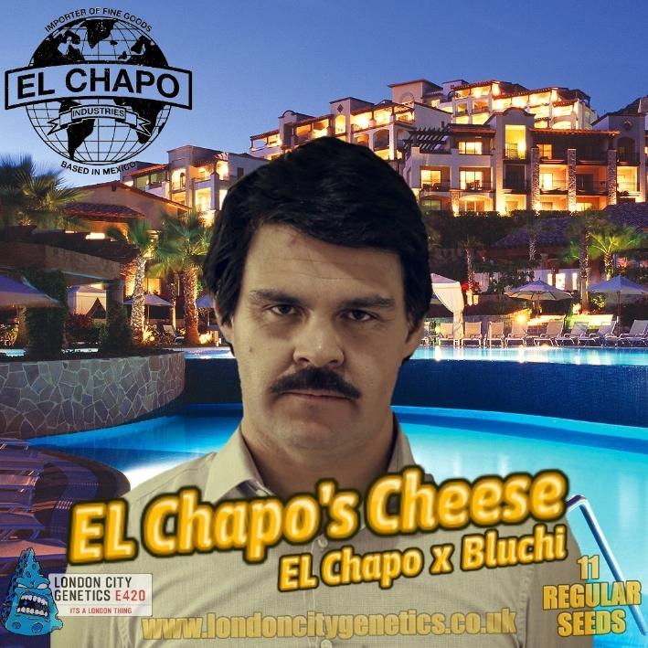 El Chapos Cheese