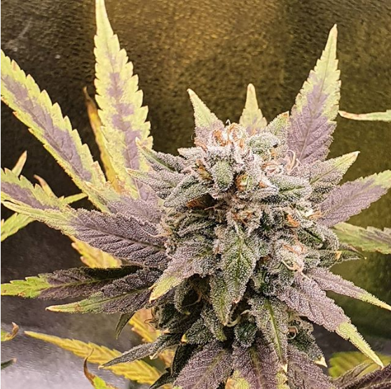 Banana Chem Cruffins archive 0