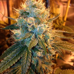 Ganja Farmer OG