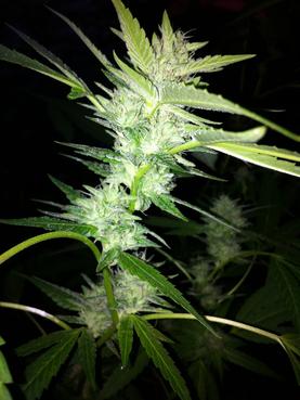 OG Love flowering cannabis, as labeled by the cited photo source
