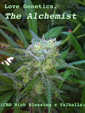The Alchemist