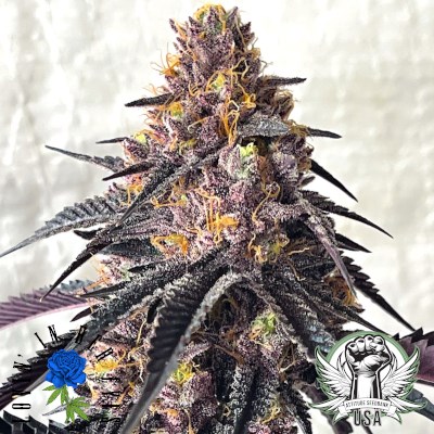 Picasso Moon flowering cannabis, as labeled by the cited photo source
