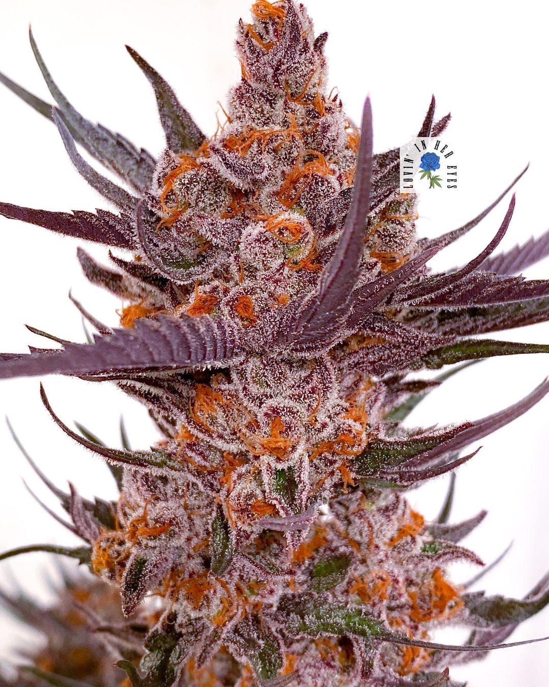 Spanish Moon flowering cannabis, as labeled by the cited photo source