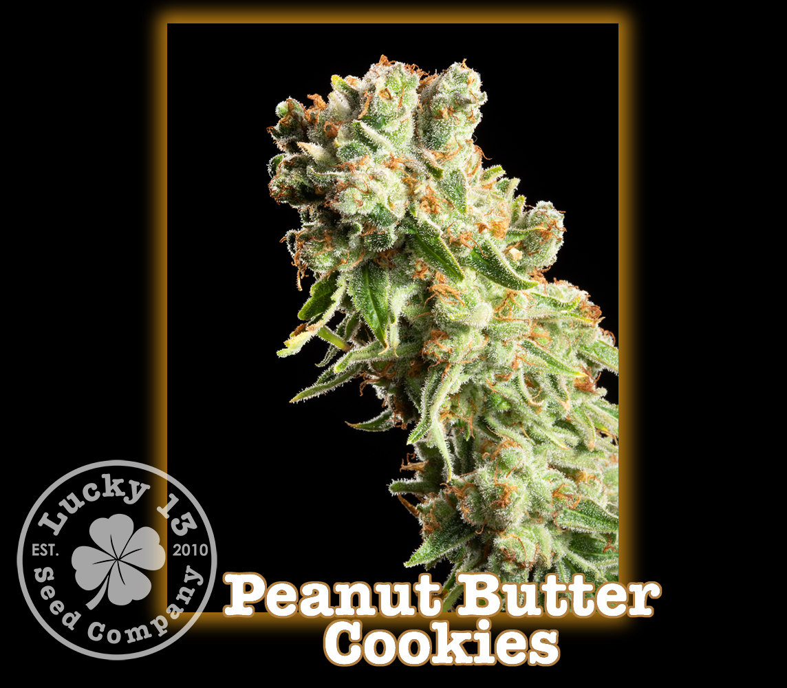 Peanut Butter Cookies: strain page photo, credit seedfinder.eu, copyright status shown with credit copyright unverified