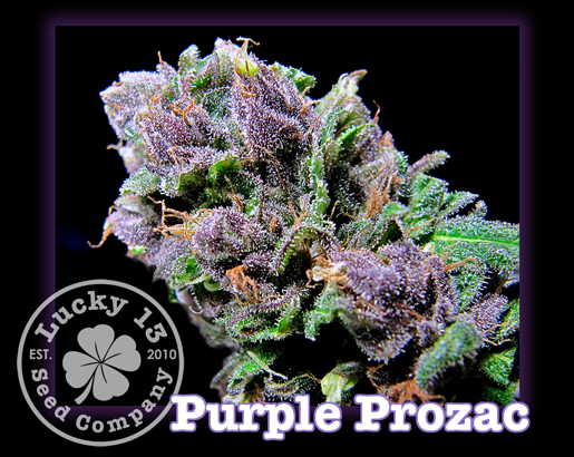 Purple Prozac flowering cannabis, as labeled by the cited photo source