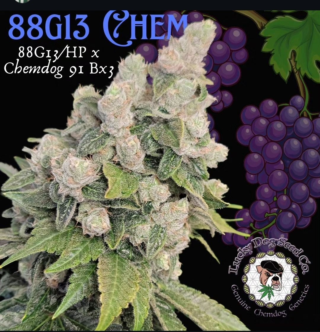 88 G13 Chem