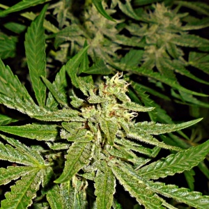 Safari Glue archive 0