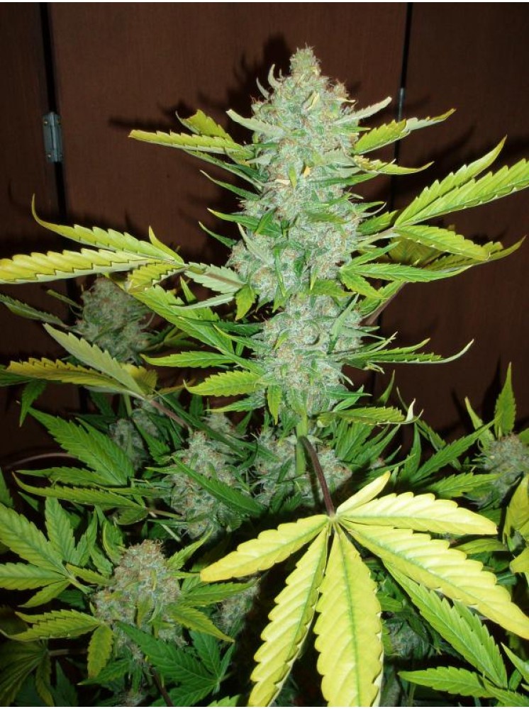 Auto Blueberry Kush
