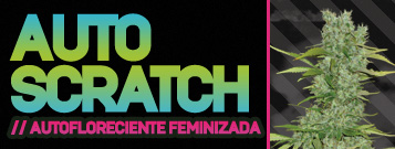 Auto Scratch archive 0