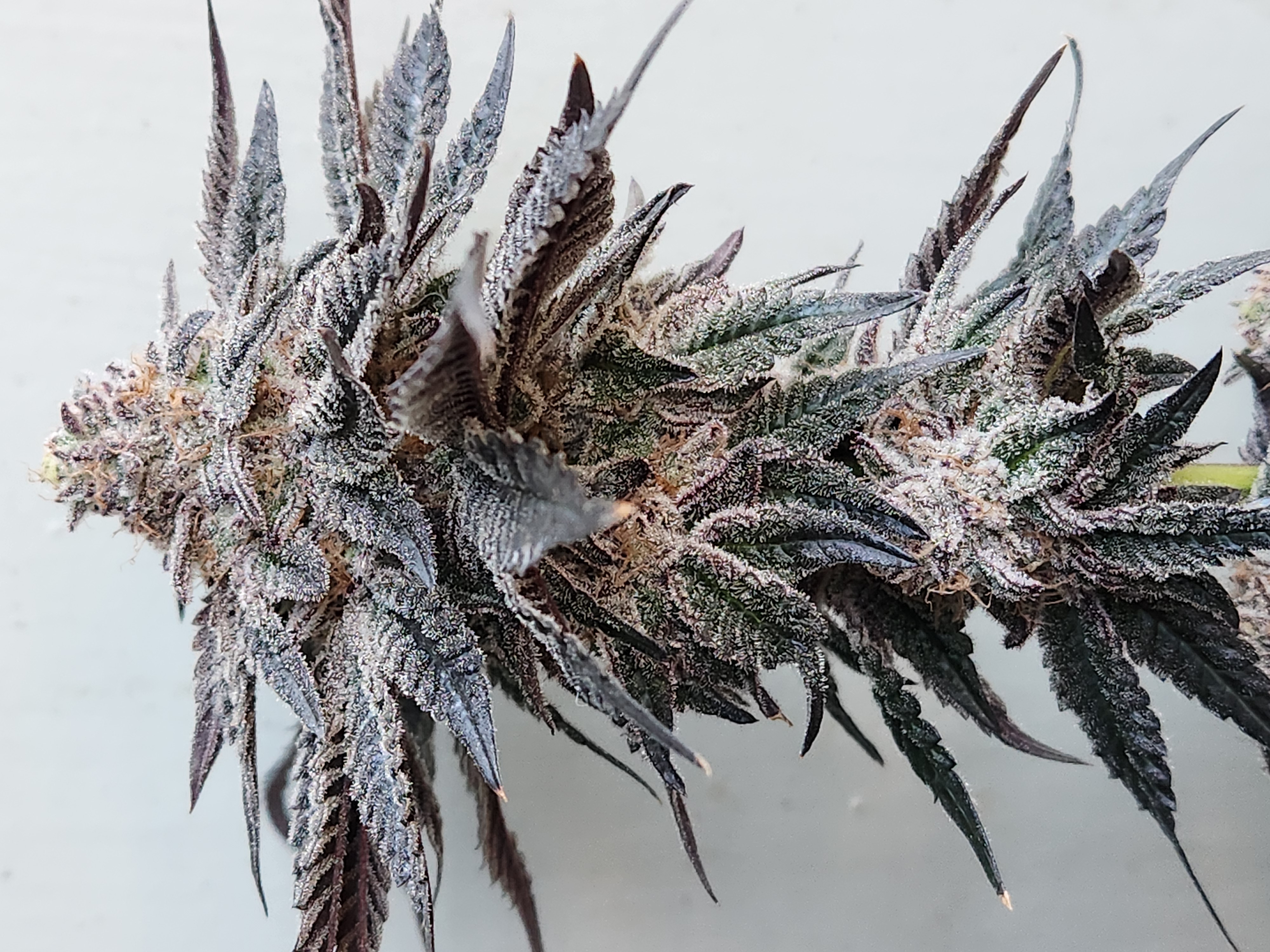 Johnny Dang archive 0