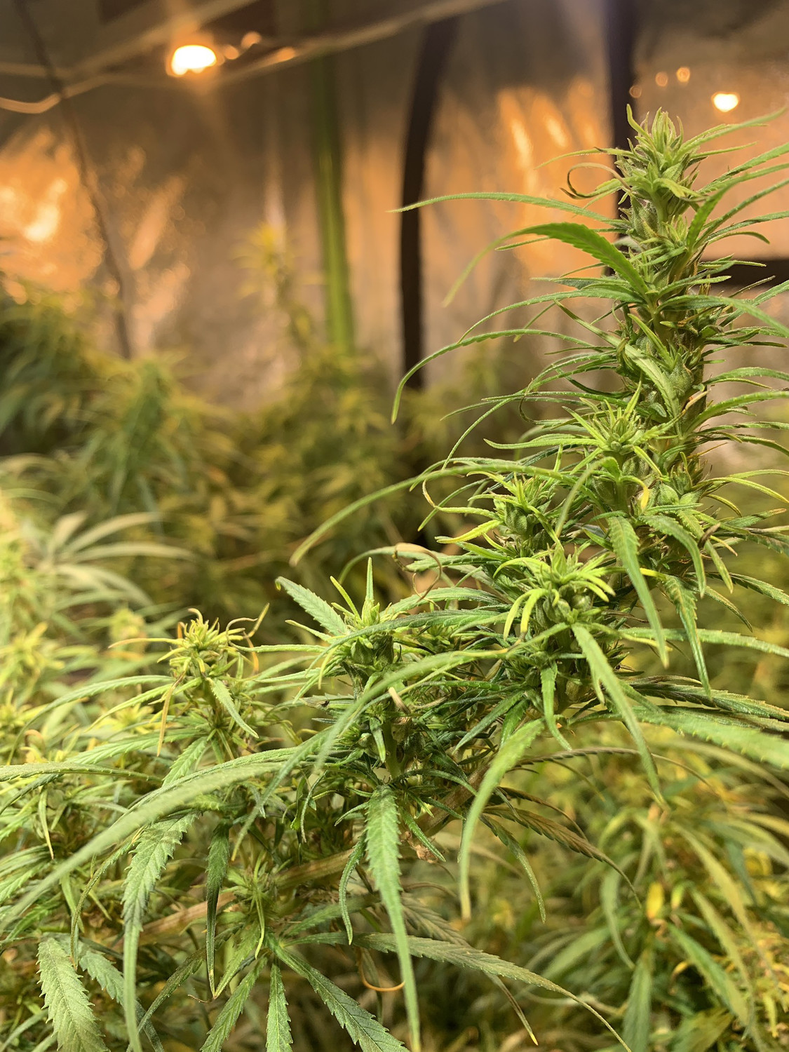 Acapulco Gold - Preservation