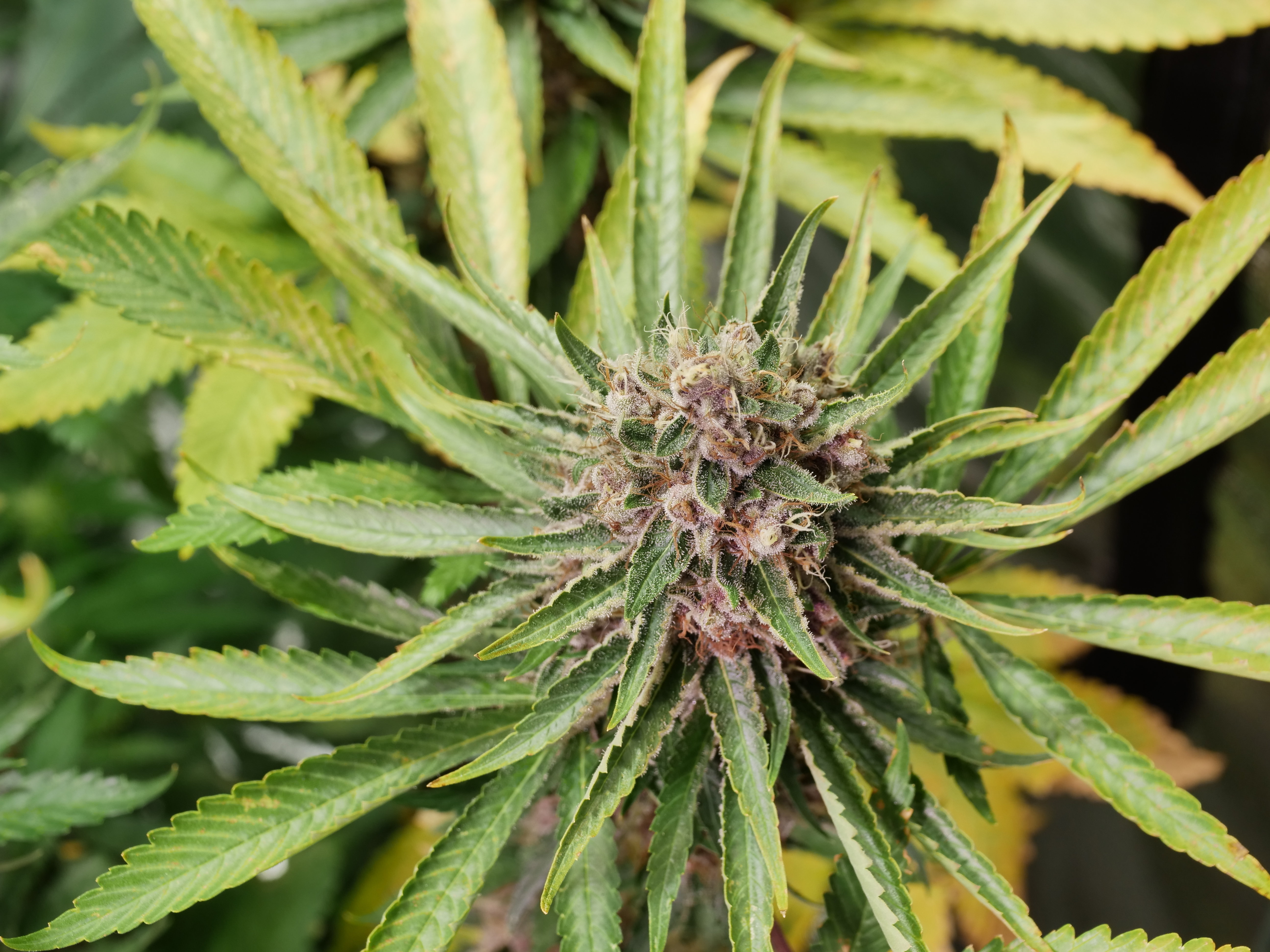 Amnesia Pupil flowering cannabis, as labeled by the cited photo source