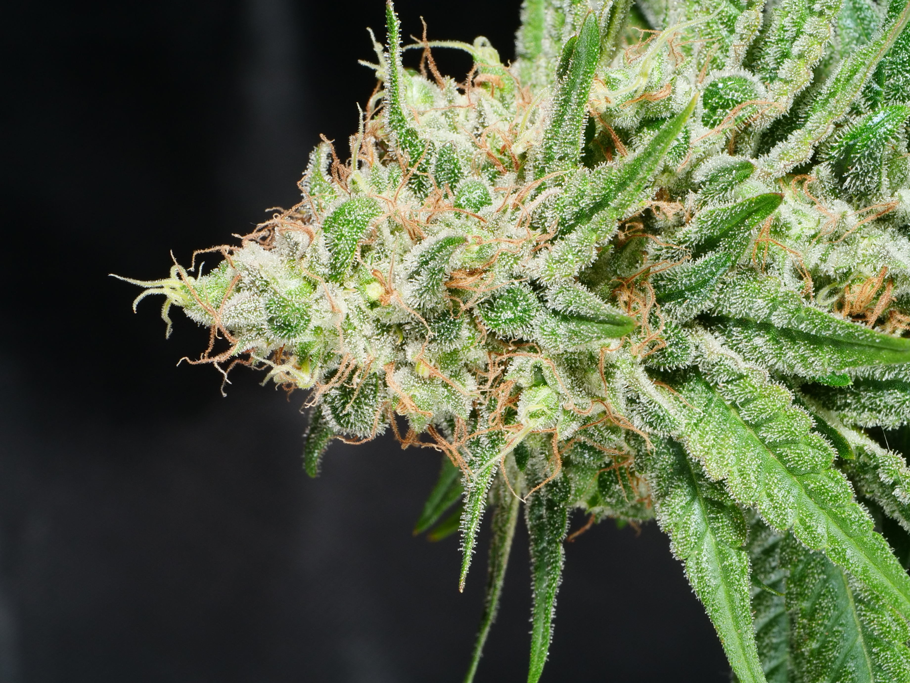 Deadly Swabi archive 0