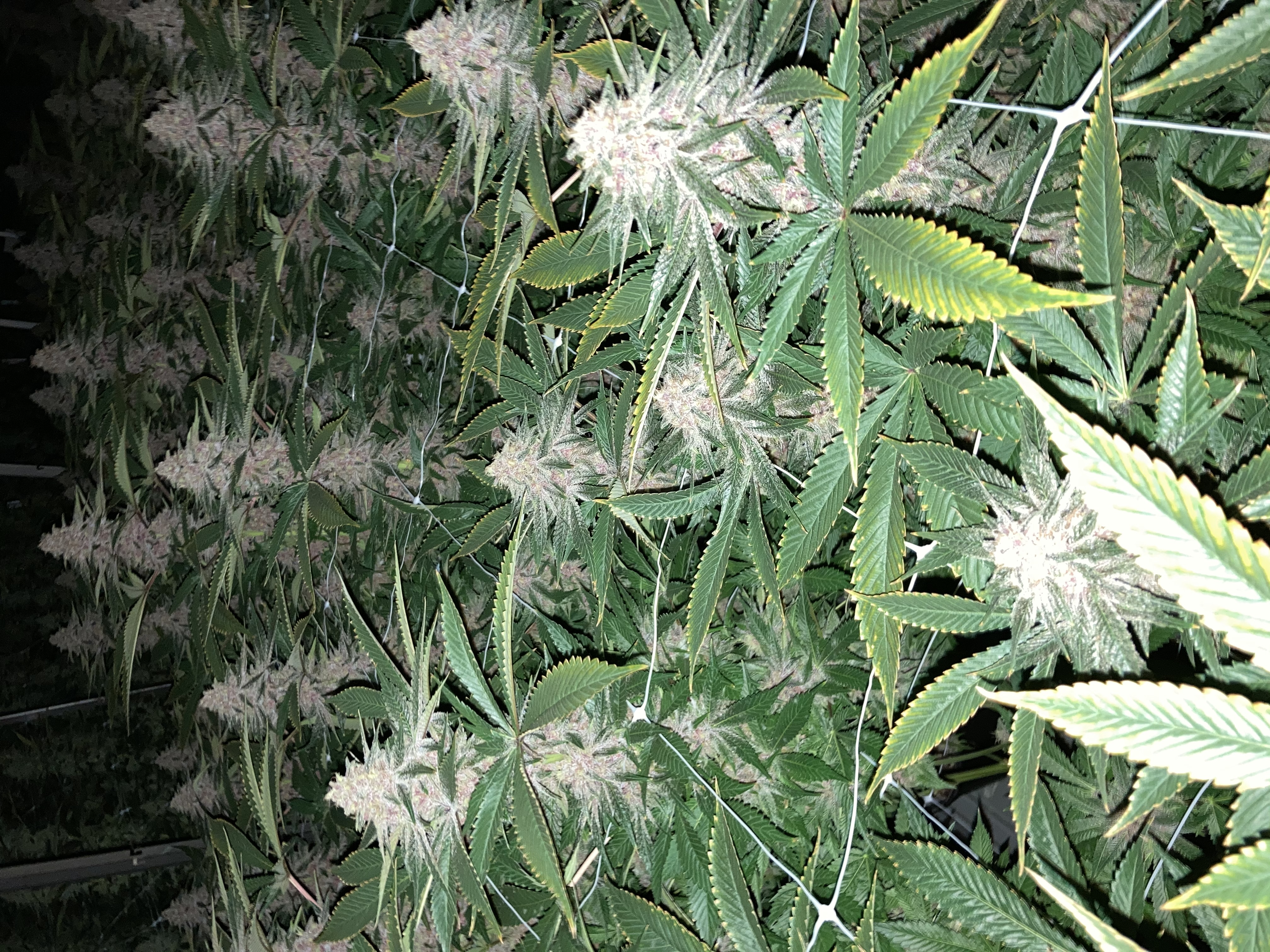 Indigo Pupil (Fem Version)