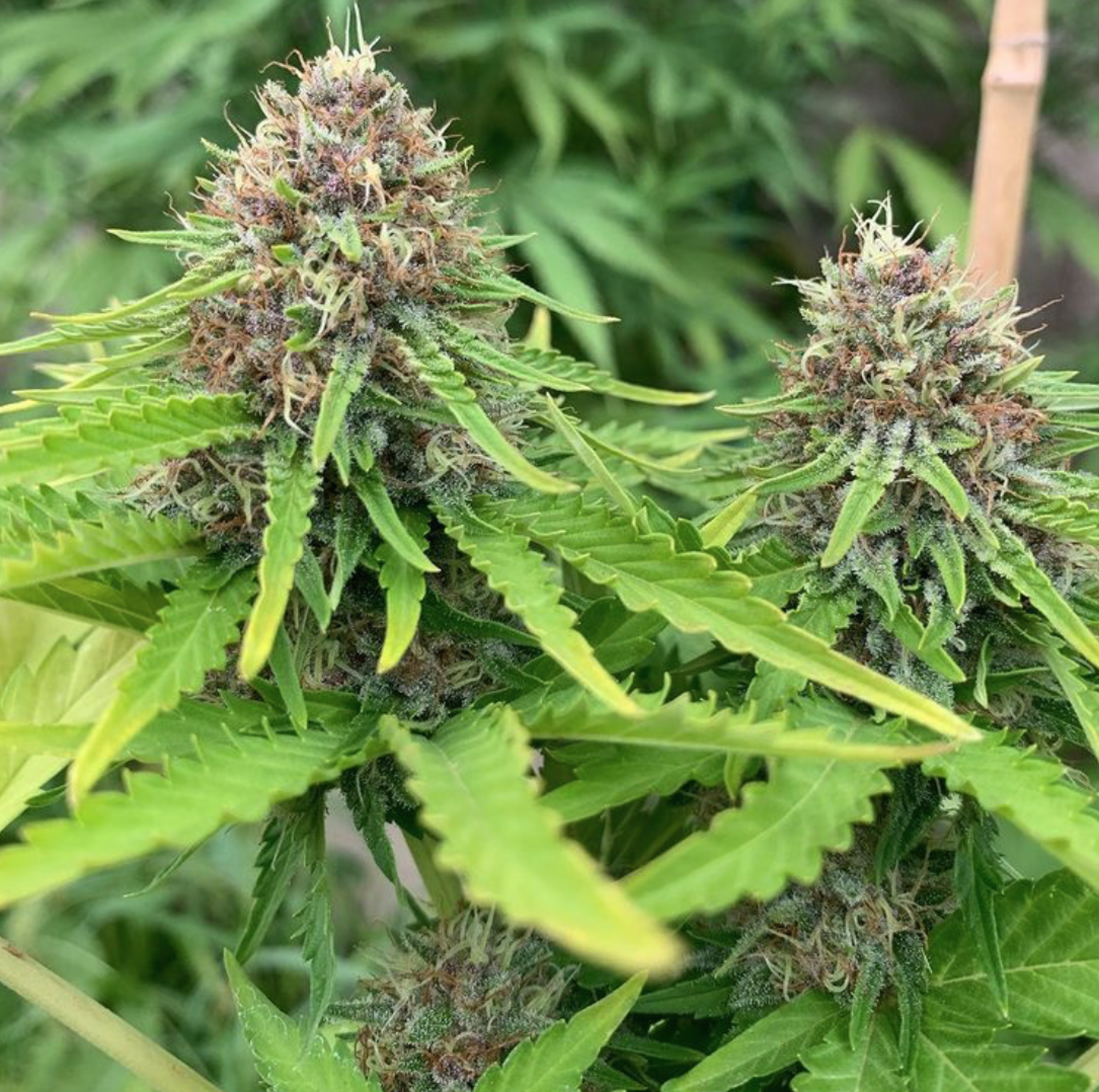 Panama Pupil V4 archive 0