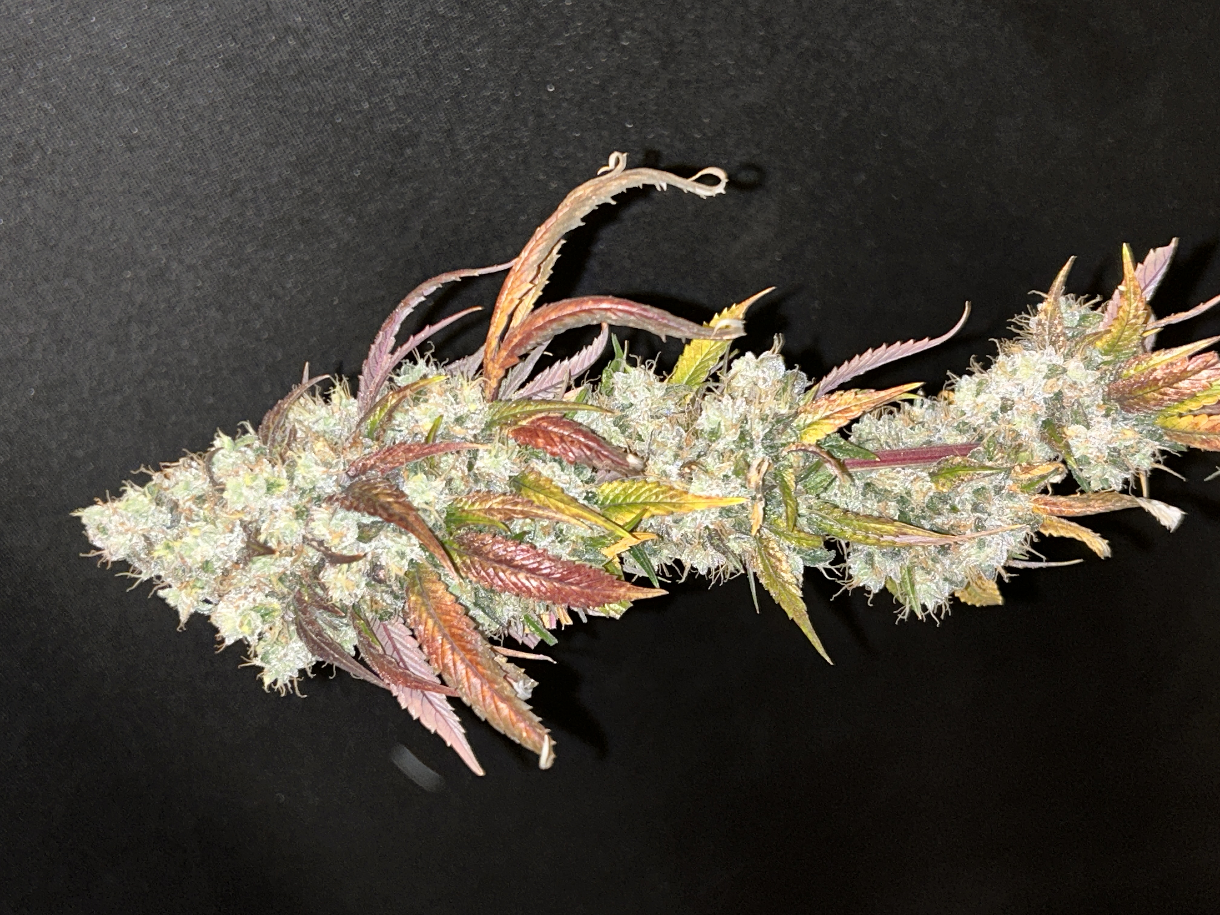 Sour Chem flower, as labeled by the cited photo source
