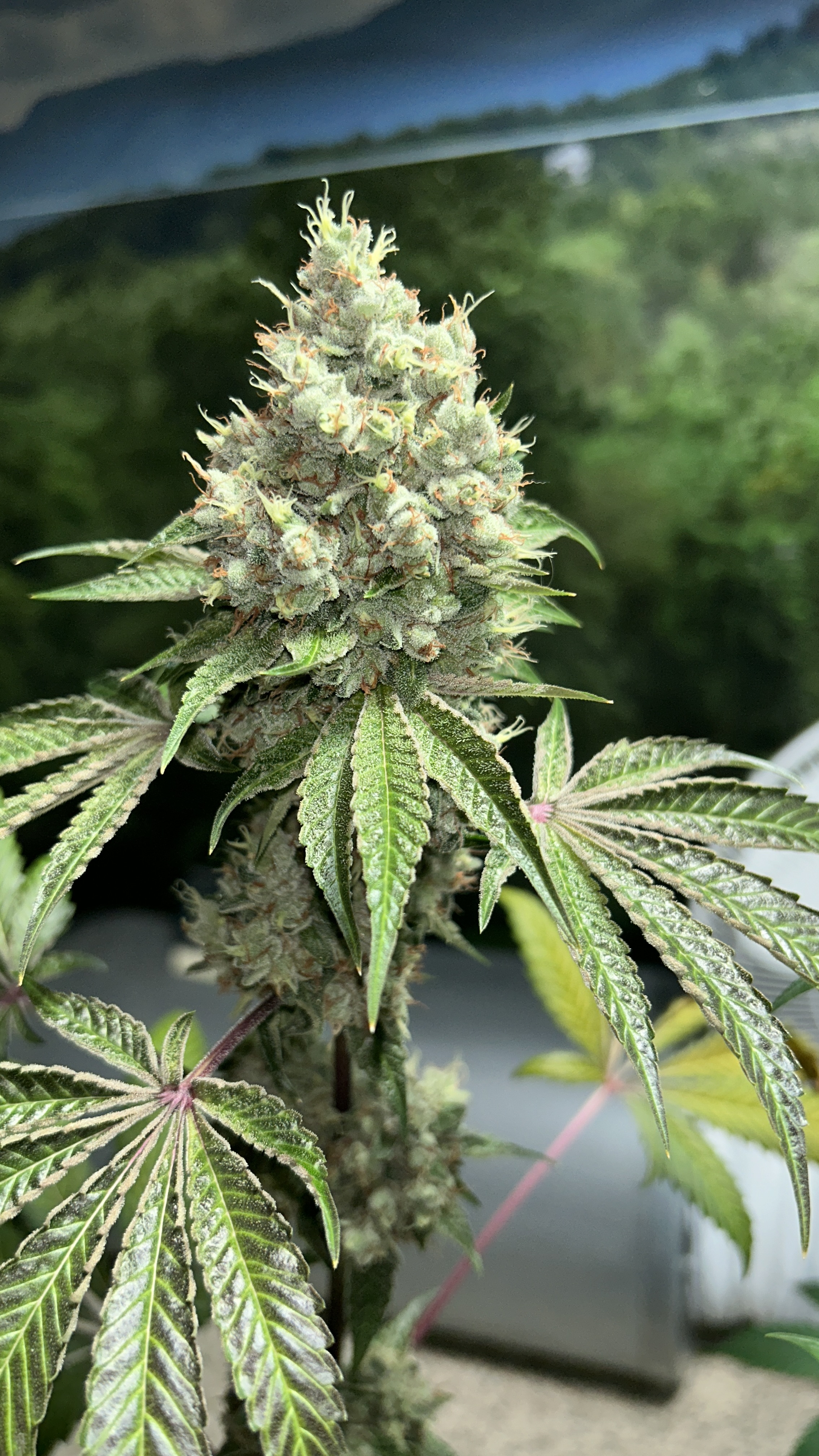elfbar elfa kaufen Triangle Kush Autoflower Seeds main image 0