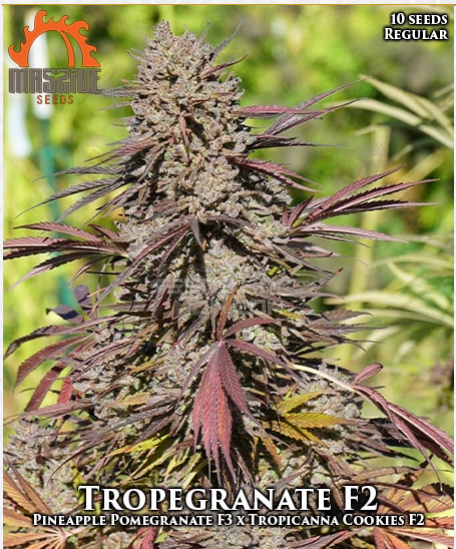 Tropegranate flowering cannabis, as labeled by the cited photo source