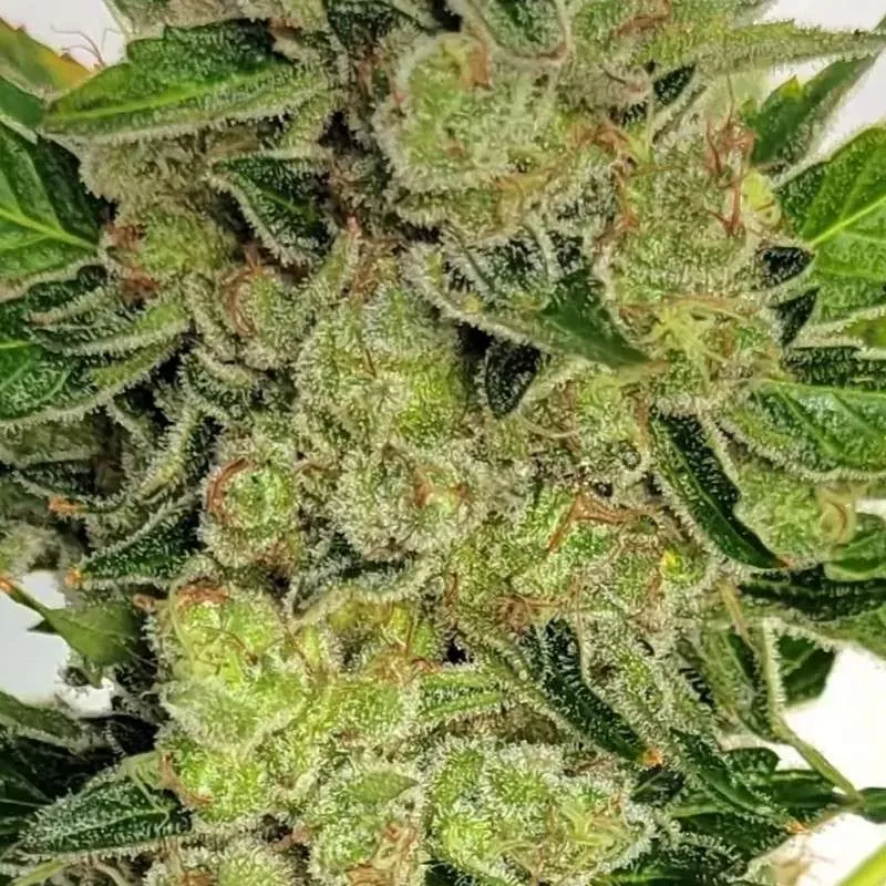 Rasta Sheesh archive 0