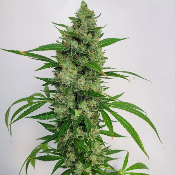 East Coast Sour Skunkdog