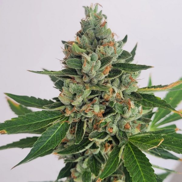 Sour Skunk Dog flowering cannabis, as labeled by the cited photo source